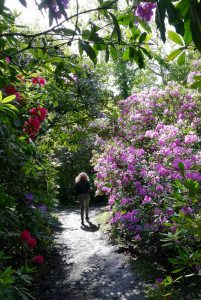 Rhododendrons au parc de Châteauneuf-sur-Loire