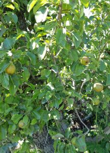 poire du verger de la Jonchère à Sigloy