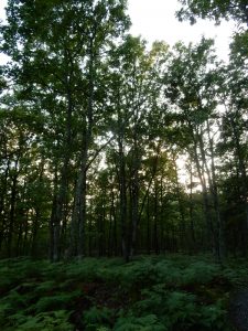 forêt domaniale d'Orléans