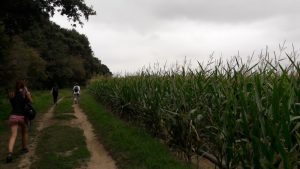 champ de maïs sur le circuit pédestre