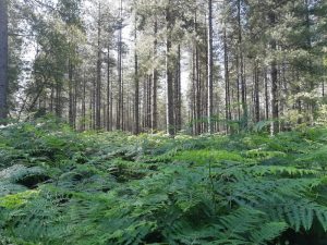 sous-bois en forêt d'Orléans