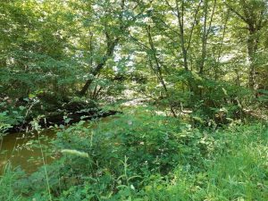 Les fossés de Jarnonce en Forêt d'Orléans