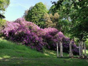 Découvrir les rhododendrons dans le parc départemental de Châteauneuf-sur-Loire